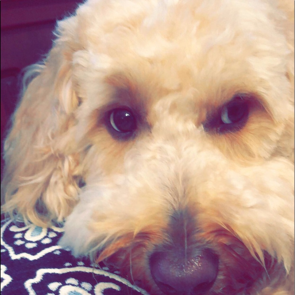 Meet your Posher, Shayna